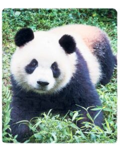 - Pläd Panda - 140 x 160 cm